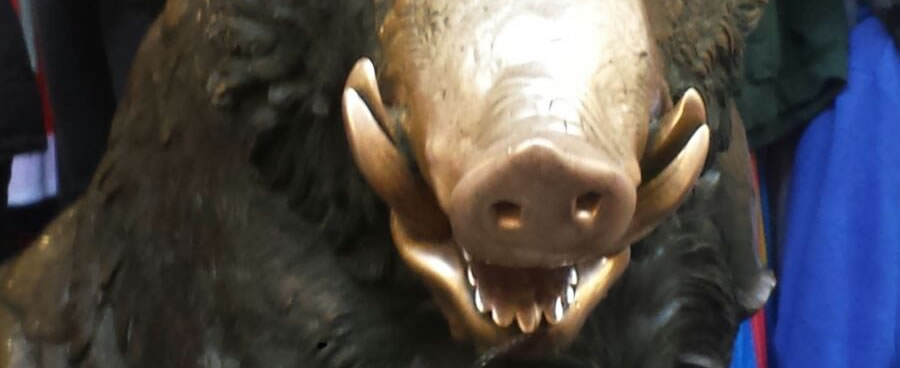 estatua porcellino, javali porcellino